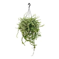 Ficus Pumila White Sunny - Creeping Fig -Plant Promotion Store Ficus pumila White Sunny Creeping Fig 20cm