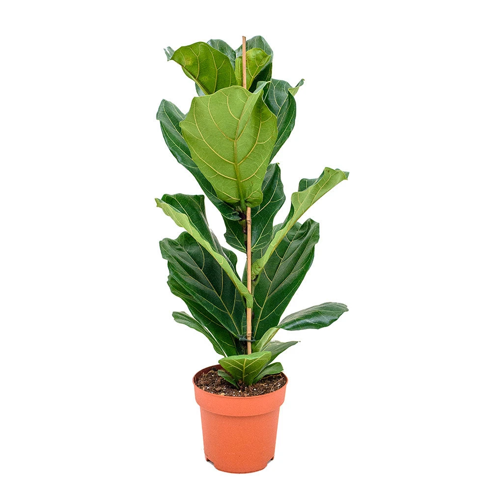Ficus Lyrata - Fiddle Leaf Fig 9 Ficus Lyrata - Fiddle Leaf Fig - Image 7