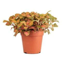 Fittonia Albivenis Mosaic Skeleton - Nerve Plant -Plant Promotion Store Fittonia albivenis Mosaic Skeleton Nerve Plant 12x15cm