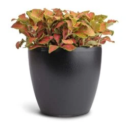Sven Plant Pot - Black -Plant Promotion Store Fittonia albivenis Mosaic Skeleton Nerve Plant 12x15cm Sven Plant Pot Black 16x13cm 45367e38 4f85 402c 9169 7a19a9dfa8bb