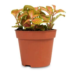 Fittonia Albivenis Mosaic Skeleton - Nerve Plant -Plant Promotion Store Fittonia albivenis Mosaic Skeleton Nerve Plant 8.5x12cm