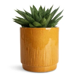 Stella Plant Pot - Mustard -Plant Promotion Store Gasteria D Tiga Ox Tongue 10.5x15cm Stella Pot Mustard 13x14cm 1