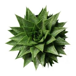 Gasteria D Tiga - Ox Tongue 19 Gasteria D Tiga - Ox Tongue -Plant Promotion Store Gasteria D Tiga Ox Tongue 17cm Above