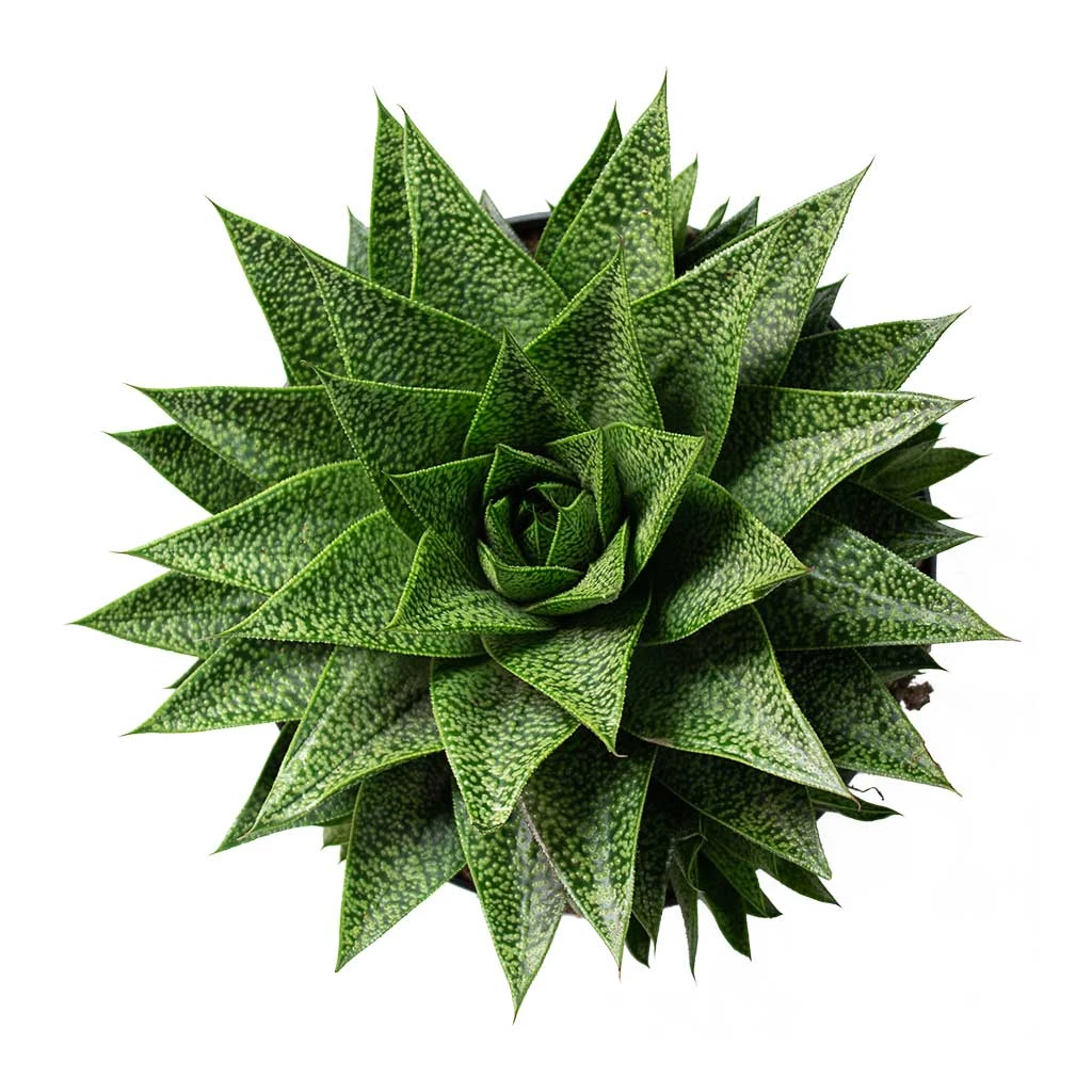 Gasteria D Tiga - Ox Tongue 10 Gasteria D Tiga - Ox Tongue - Image 8