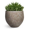 Gasteria D Tiga - Ox Tongue 2 Gasteria D Tiga - Ox Tongue -Plant Promotion Store Gasteria D Tiga Ox Tongue 17x25cm Mini Orb Cement Stone Plant Pot Granite Grey 25x21cm