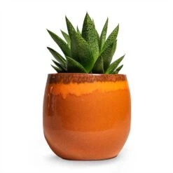 Charlotte Plant Pot - Orange -Plant Promotion Store Gasteria D Tiga Ox Tongue Houseplant 10.5x15cm Plant Pot Charlotte Orange 15x13cm