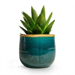 Gasteria D Tiga - Ox Tongue 17 Gasteria D Tiga - Ox Tongue -Plant Promotion Store Gasteria D Tiga Ox Tongue Houseplant 10.5x15cm Plant Pot Iris Turquoise 14x12cm