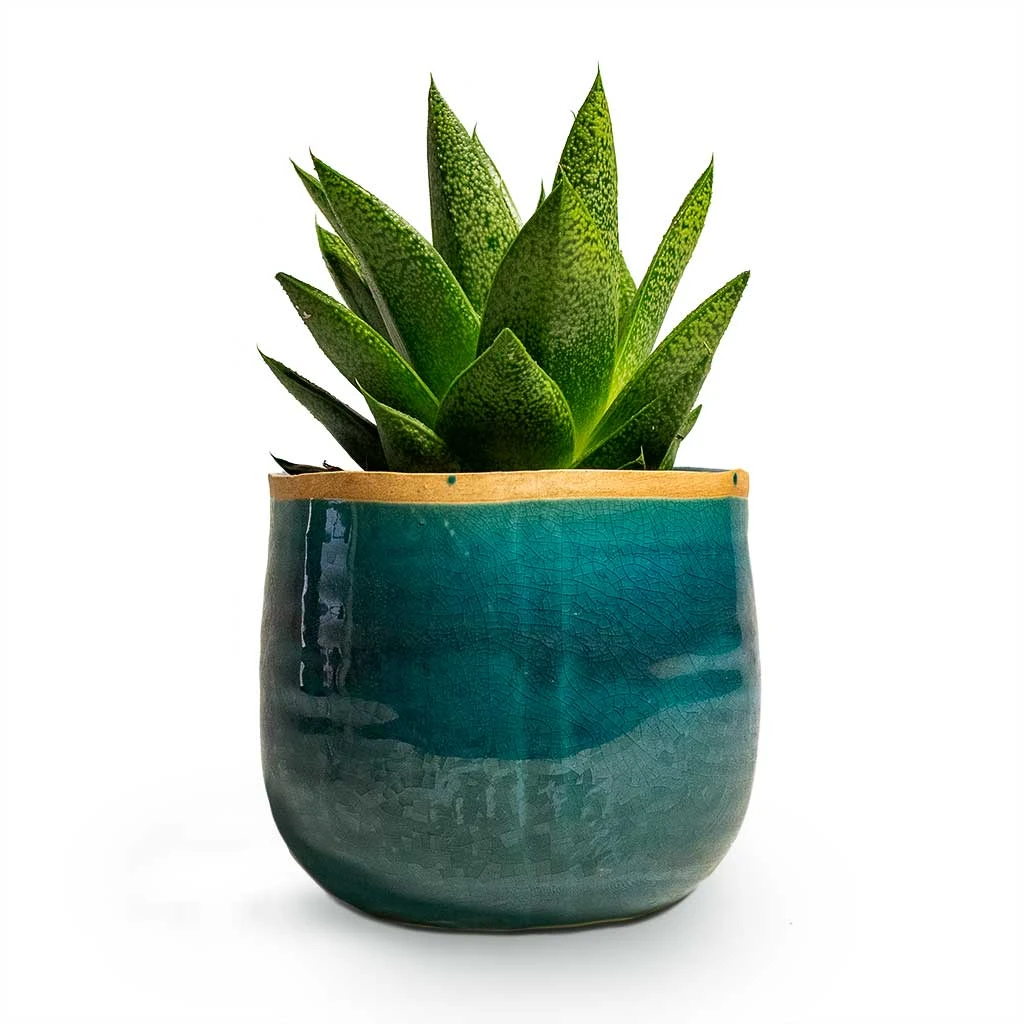 Iris Plant Pot - Turquoise 13 Iris Plant Pot - Turquoise - Image 11