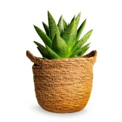 Gasteria D Tiga - Ox Tongue 20 Gasteria D Tiga - Ox Tongue -Plant Promotion Store Gasteria D Tiga Ox Tongue Houseplant 10.5x15cm Plant Pot Nelis Basket Camel 13x12cm 190c71a9 3139 431a 8578 cc7c7ea90f00