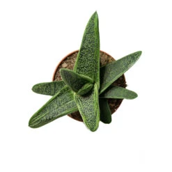 Gasteria Little Warty - Ox Tongue 16 Gasteria Little Warty - Ox Tongue -Plant Promotion Store Gasteria Little Warty Ox Tongue 8.5cm Above