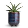 Gasteria Little Warty - Ox Tongue -Plant Promotion Store Gasteria Little Warty Ox Tongue 8.5x10cm Denise Plant Pot Blue Bronze 10x12cm