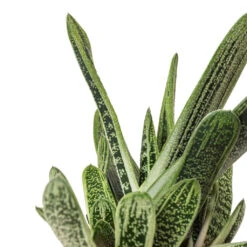 Gasteria Little Warty - Ox Tongue 15 Gasteria Little Warty - Ox Tongue -Plant Promotion Store Gasteria Little Warty Ox Tongue DETAIL 4
