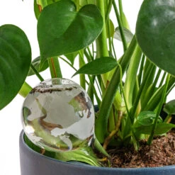 Globe Plant Waterer 17 Globe Plant Waterer -Plant Promotion Store Globe Plant Waterer 18