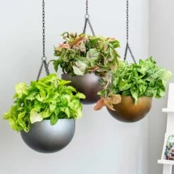 Gradient Hanging Plant Bowl - Matt Coffee 10 Gradient Hanging Plant Bowl - Matt Coffee -Plant Promotion Store Gradient Hanging Plant Bowl db68eaf3 31c5 4680 a11f c21401681759