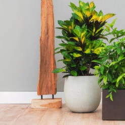 Grigio Balloon Plant Pot - Antique White Concrete 15 Grigio Balloon Plant Pot - Antique White Concrete -Plant Promotion Store Grigio Balloon Antique White Concrete 2