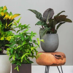 Grigio Balloon Plant Pot - Natural Concrete -Plant Promotion Store Grigio Baloon Natural Concrete 2