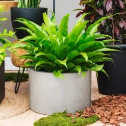 Grigio Cylinder Planter - Natural Concrete -Plant Promotion Store Grigio Cylinder Planter Natural concrete 2