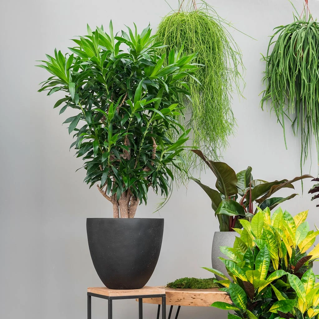 Grigio Egg Pot Planter - Anthracite Concrete 4 Grigio Egg Pot Planter - Anthracite Concrete - Image 2