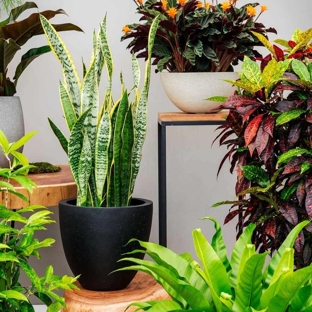 Grigio Egg Pot Planter - Anthracite Concrete 6 Grigio Egg Pot Planter - Anthracite Concrete - Image 4