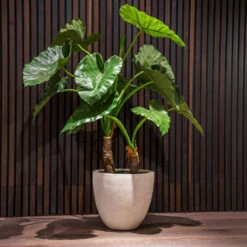 Grigio Egg Pot Planter - Antique White Concrete 17 Grigio Egg Pot Planter - Antique White Concrete -Plant Promotion Store Grigio Egg Pot Antique White