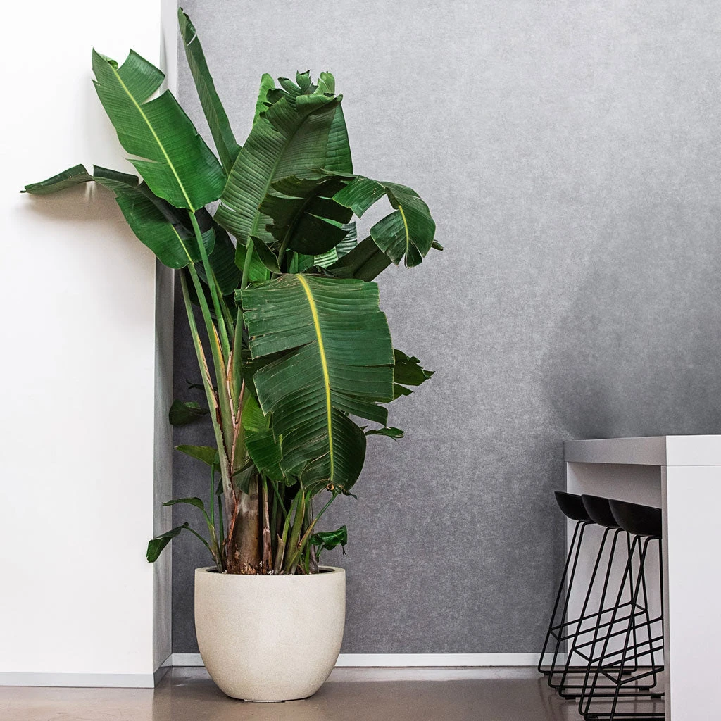 Grigio New Egg Pot Planter - Antique White Concrete 6 Grigio New Egg Pot Planter - Antique White Concrete - Image 4