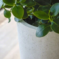 Grigio Tall Partner Planter - Antique White Concrete -Plant Promotion Store Grigio Vase Antique White 5