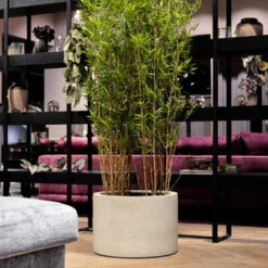 Grigio Cylinder Planter - Antique White Concrete 16 Grigio Cylinder Planter - Antique White Concrete -Plant Promotion Store GrigioCylinderPlanter AntiqueWhiteConcrete 1