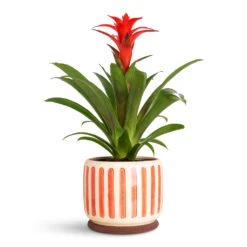 Stripe Plant Pot - Red 12 Stripe Plant Pot - Red -Plant Promotion Store Guzmania Calypso Starlight Red 12x45cm Stripe Pot Red 21x18cm 1