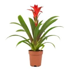 Guzmania Calypso - Starlight Red Bromeliad -Plant Promotion Store Guzmania Calypso Starlight Red Bromeliad 12x45cm 1