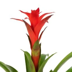Guzmania Calypso - Starlight Red Bromeliad -Plant Promotion Store Guzmania Calypso Starlight Red Bromeliad 12x45cm 2