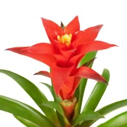 Guzmania Calypso - Starlight Red Bromeliad -Plant Promotion Store Guzmania Calypso Starlight Red Bromeliad 12x45cm 3