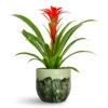 Guzmania Calypso - Starlight Red Bromeliad 2 Guzmania Calypso - Starlight Red Bromeliad -Plant Promotion Store Guzmania Calypso Starlight Red Bromeliad 12x45cm Moon Plant Pot Jungle 19x16cm