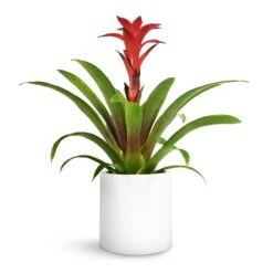 Puk Essentials Planter - Matt White 21 Puk Essentials Planter - Matt White -Plant Promotion Store Guzmania Calypso Starlight Red Bromeliad 12x45cm Puk Planter Matt White 15x15cm 1 e9eda6be 0adc 4fa0 9e1b 5fb84df685e7