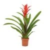 Guzmania Lingulata - Amaretto Red Bromeliad -Plant Promotion Store Guzmania Lingulata Amaretto Red Bromeliad 13x55cm
