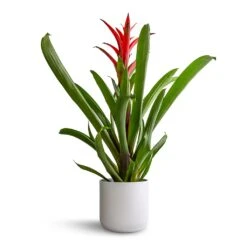 Lisbon Plant Pot - White -Plant Promotion Store Guzmania Lingulata Amaretto Red Bromeliad 13x55cm Lisbon Plant Pot White 15x15cm