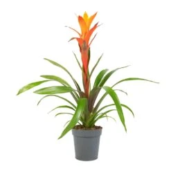 Guzmania Variada - Jazz Orange Bromeliad -Plant Promotion Store Guzmania Variada Jazz Orange Bromeliad 13x55cm 1
