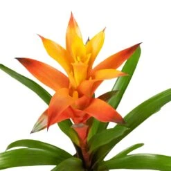 Guzmania Variada - Jazz Orange Bromeliad -Plant Promotion Store Guzmania Variada Jazz Orange Bromeliad 13x55cm 3