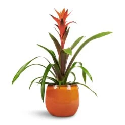 Charlotte Plant Pot - Orange -Plant Promotion Store Guzmania Variada Jazz Orange Bromeliad 13x55cm Charlotte Plant Pot Orange 19x16cm 1 f30724a3 fc9a 400c 86b4 c2dfb7b290e2