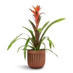Guzmania Variada - Jazz Orange Bromeliad -Plant Promotion Store Guzmania Variada Jazz Orange Bromeliad 13x55cm Duncan Plant Pot Rust 17x16cm 1