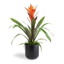 Guzmania Variada - Jazz Orange Bromeliad -Plant Promotion Store Guzmania Variada Jazz Orange Bromeliad 13x55cm Lisbon Plant Pot Anthracite 15x15cm