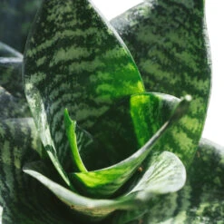 Sansevieria Trifasciata Hahnii - Birds Nest Snake Plant 21 Sansevieria Trifasciata Hahnii - Birds Nest Snake Plant -Plant Promotion Store Hahnii2
