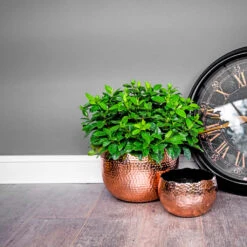 Hammered Bowl - Copper With Black -Plant Promotion Store Hammered Bowl Copper Lifestyle