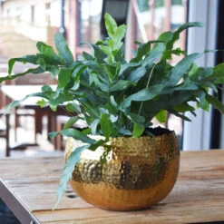 Hammered Bowl - Gold With Black -Plant Promotion Store Hammered Bowl Gold LS1