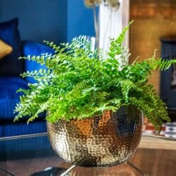 Hammered Bowl - Gold With Black -Plant Promotion Store Hammered Bowl Gold Lifestyle 2