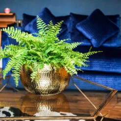 Hammered Bowl - Gold With Black -Plant Promotion Store Hammered Bowl Gold Lifestyle 3