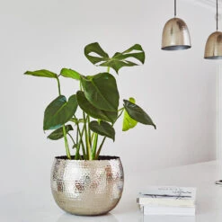 Hammered Bowl - Nickel With Black -Plant Promotion Store Hammered Bowl Silver Lifestyle