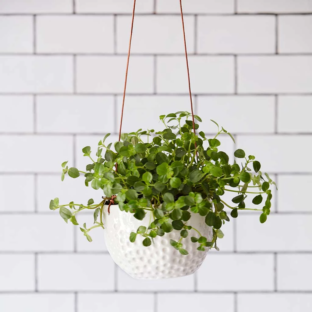 Dot Hanging Indoor Pot 6 Dot Hanging Indoor Pot - Image 4