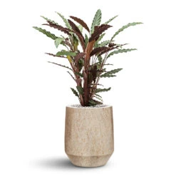 Harith High Mineral Planter - Travertine -Plant Promotion Store Harith Mineral Planter Travertine Rufibarba
