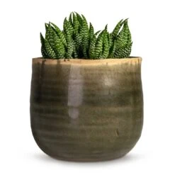 Haworthia Zebrina 15 Haworthia Zebrina -Plant Promotion Store Haworthia Zebrina 10.5x16cm Iris Plant Pot Moss Grey 17x13cm daf17958 18e5 4457 9f44 887f8e666dc3