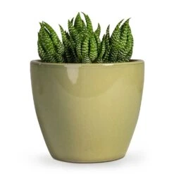 Haworthia Zebrina 16 Haworthia Zebrina -Plant Promotion Store Haworthia Zebrina 10.5x16cm Sven Plant Pot Mint 15x13cm 039a09f1 3339 4fa4 b1a7 5c15050659dc